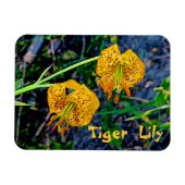 Tiger Lily Magnet (Horizontal)