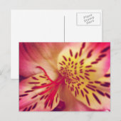 Tiger Lily Postcard Postkarte (Vorne/Hinten)