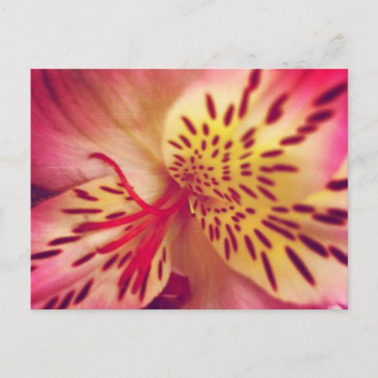 Tiger Lily Postcard Postkarte (Vorderseite)