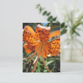 Tiger Lily Postcards Postkarte (Stehend Vorderseite)