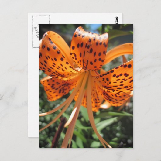 Tiger Lily Postcards Postkarte (Vorne/Hinten)
