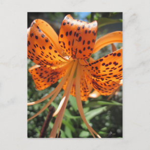 Tiger Lily Postcards Postkarte