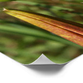 Tiger Lily Poster (Ecke)