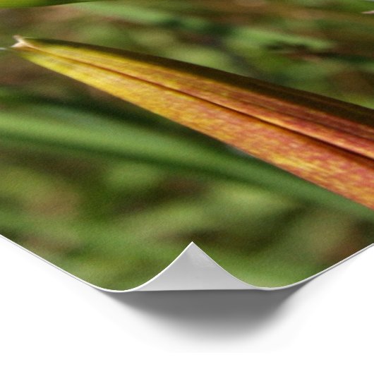 Tiger Lily Poster (Ecke)