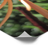 Tiger Lily Poster Print (Ecke)