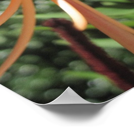 Tiger Lily Poster Print (Ecke)