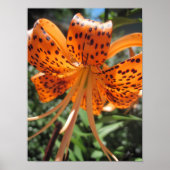 Tiger Lily Poster Print (Vorne)