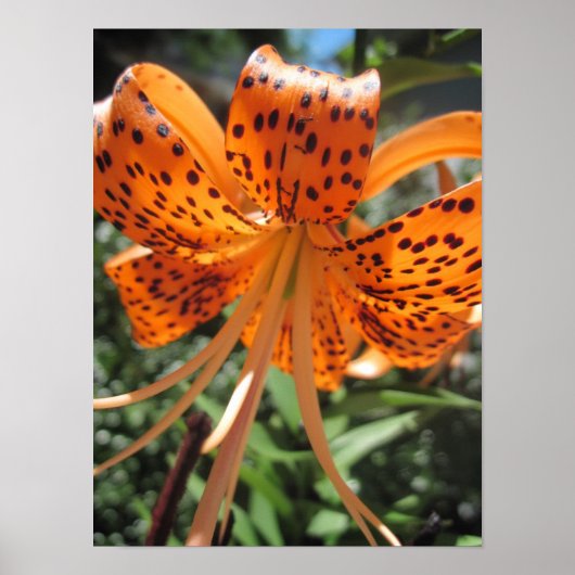 Tiger Lily Poster Print (Vorne)
