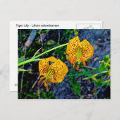Tiger Lily Postkarte (Vorne/Hinten)