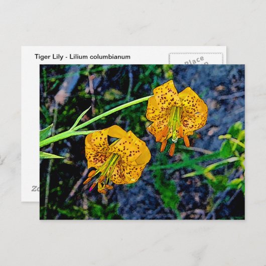 Tiger Lily Postkarte (Vorne/Hinten)