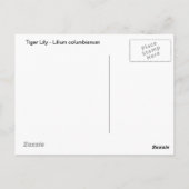 Tiger Lily Postkarte (Rückseite)