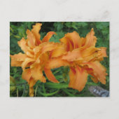 Tiger Lily Postkarte (Vorderseite)