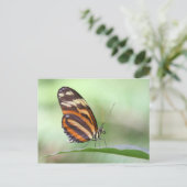 Tiger Long Postkarte (Stehend Vorderseite)