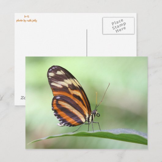 Tiger Long Postkarte (Vorne/Hinten)