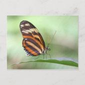 Tiger Long Postkarte (Vorderseite)