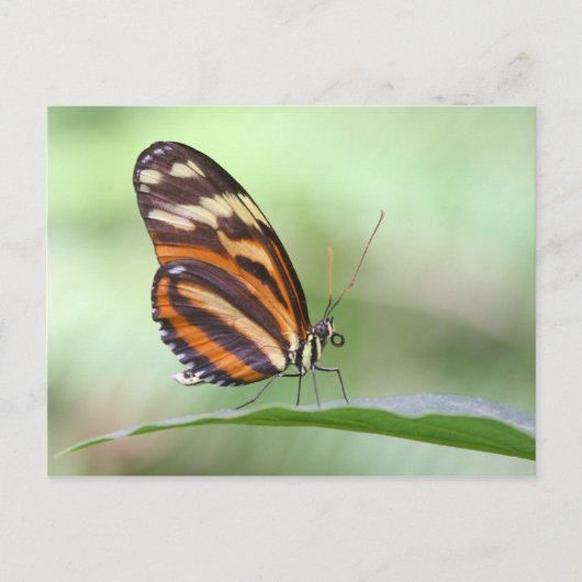 Tiger Long Postkarte (Vorderseite)