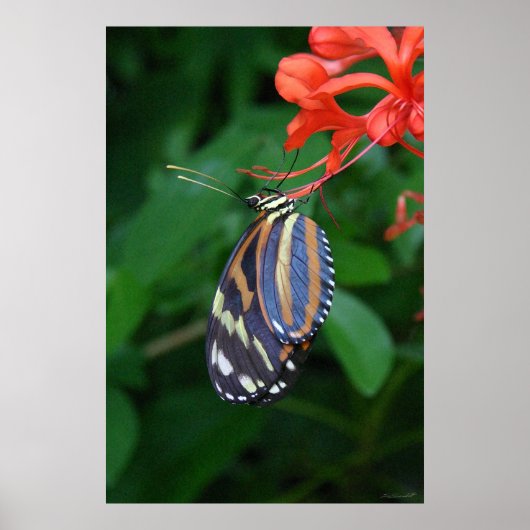 Tiger Longwing Art Poster -24x36 - andere Größen a (Vorne)