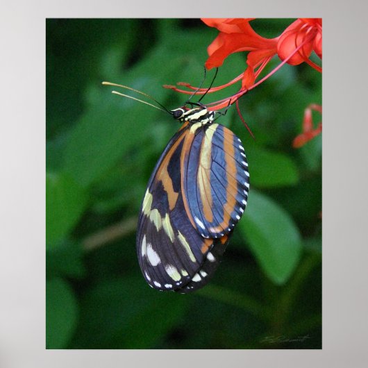 Tiger Longwing Art Print -20x24 - auch in anderen  Poster (Vorne)