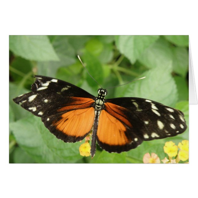 Tiger Longwing Butterfly Grußkarte (Vorderseite (Horizontal))