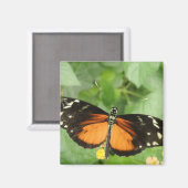 Tiger Longwing Butterfly Magnet (Vorderseite/Rückseite)