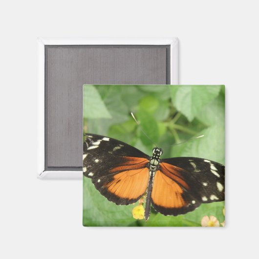 Tiger Longwing Butterfly Magnet (Vorderseite/Rückseite)