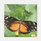 Tiger Longwing Butterfly Magnet (Vorne)