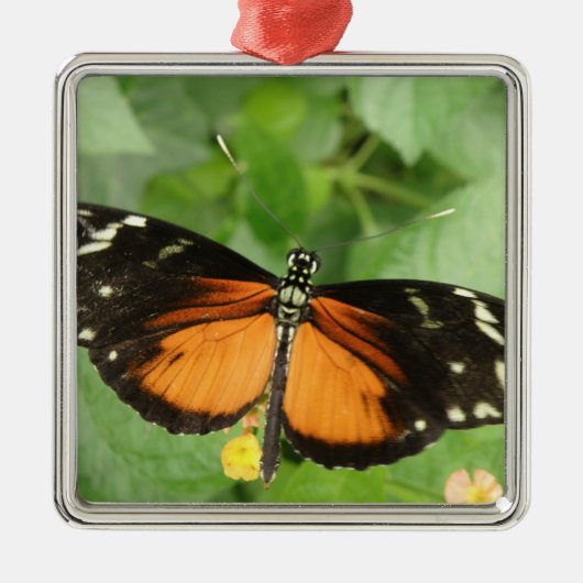 Tiger Longwing Butterfly Ornament (Vorne)