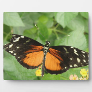 Tiger Longwing Butterfly Plaque Fotoplatte