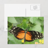 Tiger Longwing Butterfly Postcard Postkarte (Vorne/Hinten)