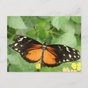 Tiger Longwing Butterfly Postcard Postkarte