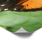 Tiger Longwing Butterfly Print Poster (Ecke)