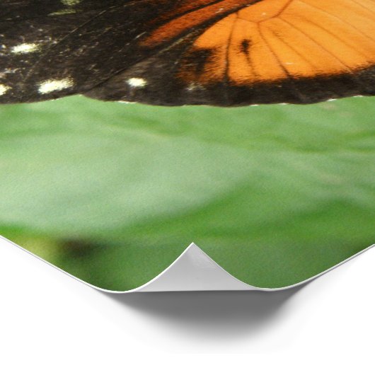 Tiger Longwing Butterfly Print Poster (Ecke)
