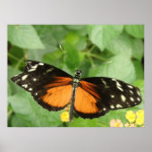 Tiger Longwing Butterfly Print Poster (Vorne)