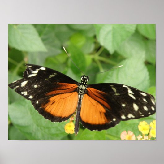Tiger Longwing Butterfly Print Poster (Vorne)