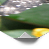 Tiger Longwing Butterfly Print Poster (Ecke)