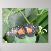 Tiger Longwing Butterfly Print Poster (Vorne)