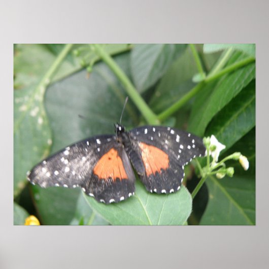 Tiger Longwing Butterfly Print Poster (Vorne)