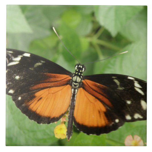Tiger Longwing Butterfly Tile Fliese (Vorderseite)