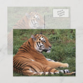 Tiger Lounges in Gras Postkarte (Vorne/Hinten)