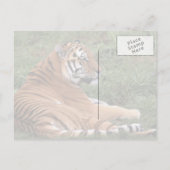 Tiger Lounges in Gras Postkarte (Rückseite)