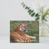 Tiger Lounges in Gras Postkarte (Stehend Vorderseite)