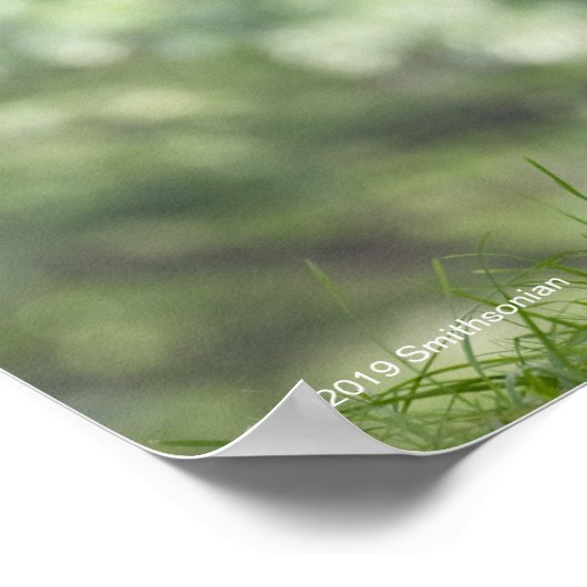 Tiger Lounging unter einem Baum Poster (Ecke)