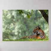 Tiger Lounging unter einem Baum Poster (Vorne)