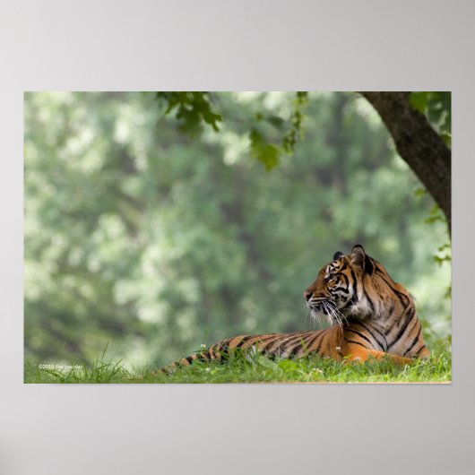 Tiger Lounging unter einem Baum Poster (Vorne)
