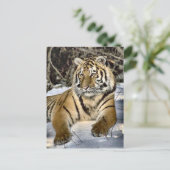 Tiger Lovers Kunstgeschenke Postkarte (Stehend Vorderseite)