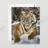Tiger Lovers Kunstgeschenke Postkarte (Vorne/Hinten)