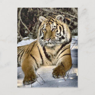 Tiger Lovers Kunstgeschenke Postkarte