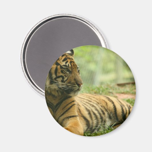 Tiger Magnet (Vorderseite/Rückseite)