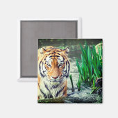 Tiger Magnet (Vorderseite/Rückseite)