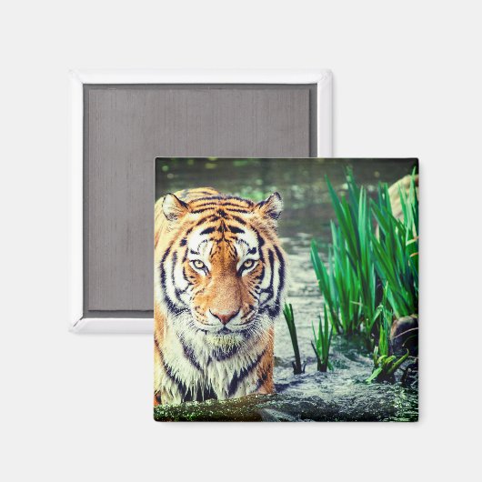 Tiger Magnet (Vorderseite/Rückseite)